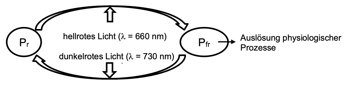 Schema: Phytochrom-Pr ↔ Pfr durch hellrotes Licht (660 nm) bzw. dunkelrotes Licht (730 nm); Pfr löst physiologische Prozesse aus.